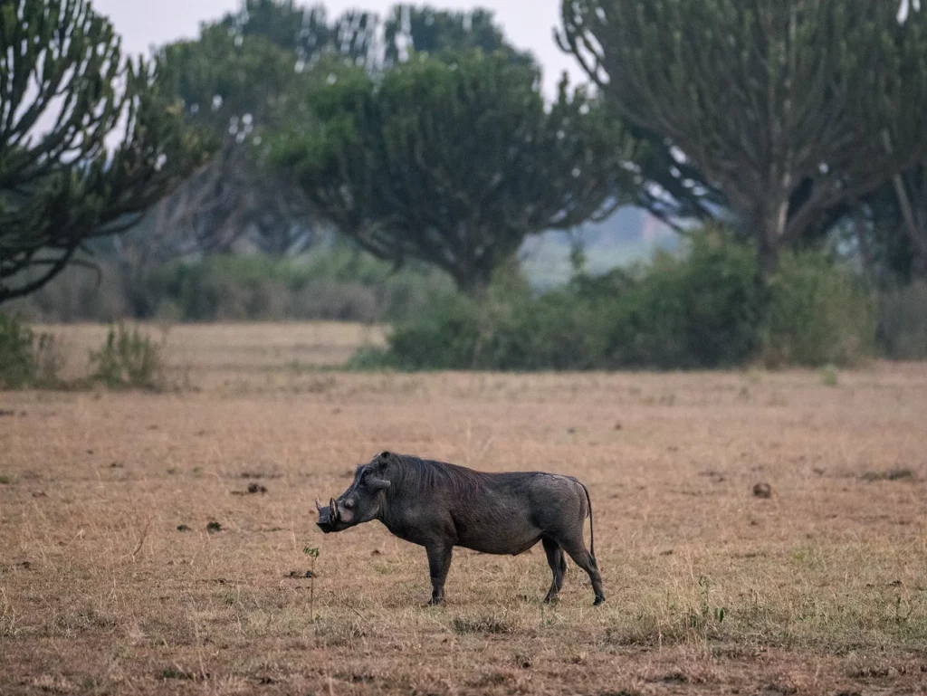 Warthog in Queen Elizabeth National Park, Uganda