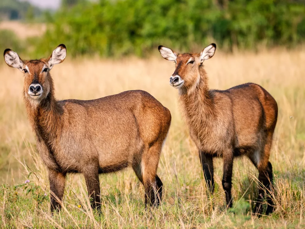 Waterbucks in Queen Elizabeth National Park, Uganda