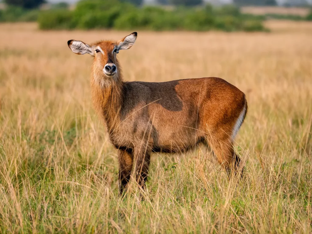 Female Waterbuck in Queen Elizabeth National Park, Uganda