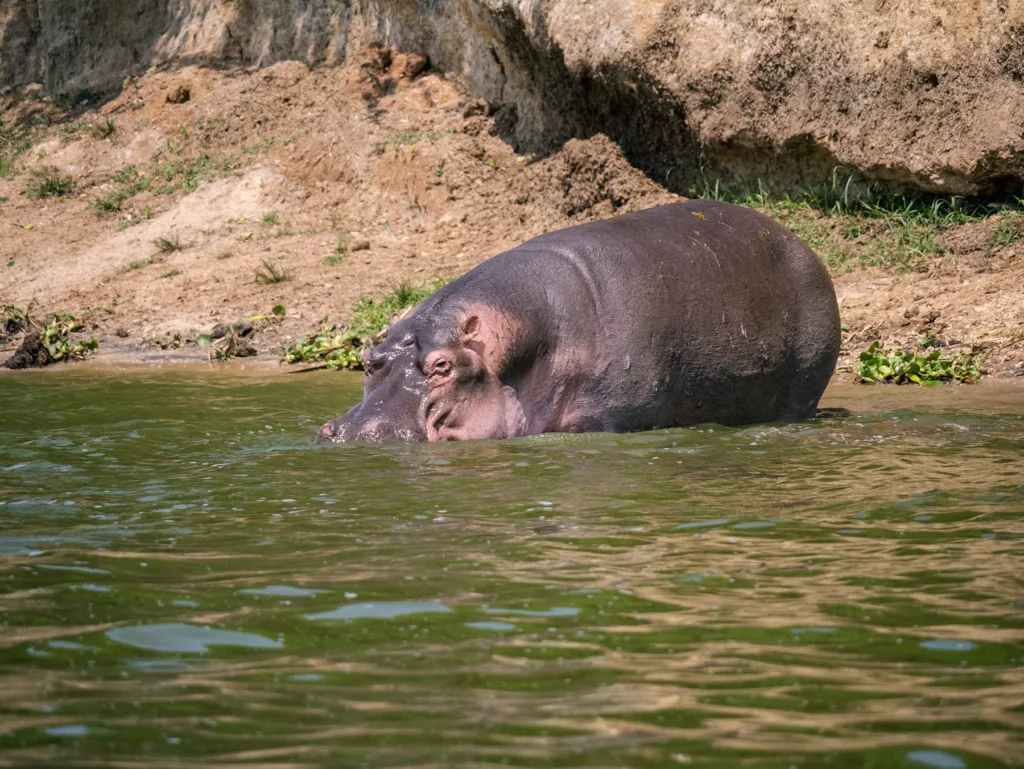 Hippo in Queen Elizabeth National Park, Uganda