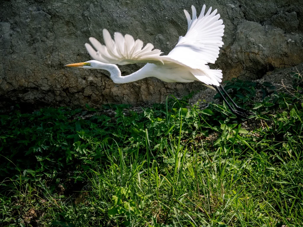 Great egret in Queen Elizabeth National Park, Uganda