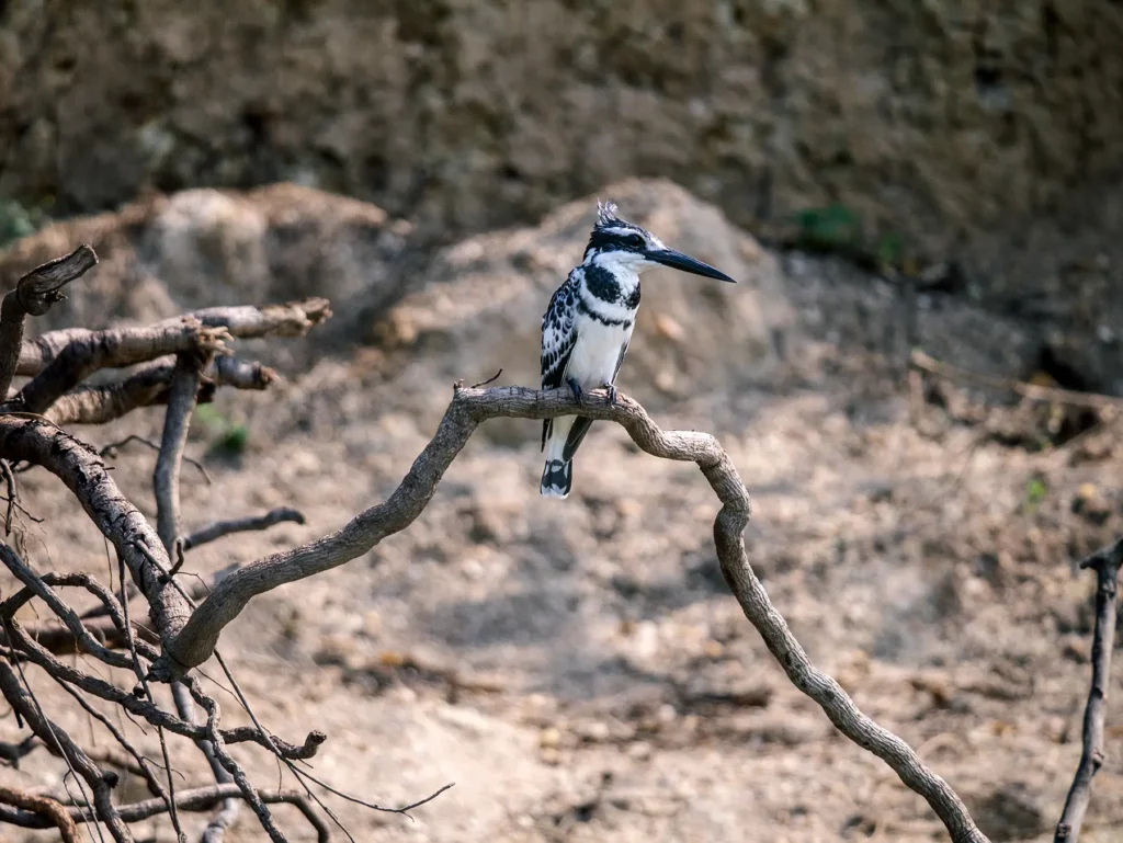 Pied kingfisher in Queen Elizabeth National Park, Uganda such as those found in Lake Bunyonyi