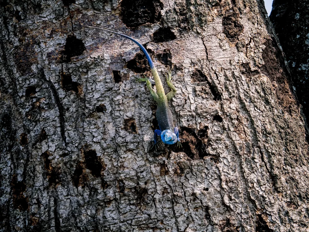 Blue headed tree agama lizard in Queen Elizabeth National Park, Uganda