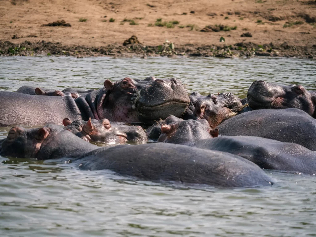 Hippos in Queen Elizabeth National Park, Uganda