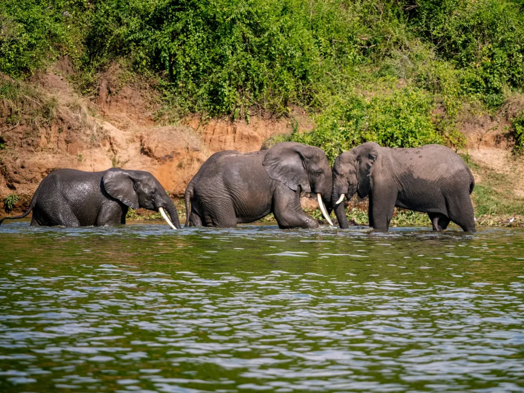 Elephants fighting in Queen Elizabeth National Park, Uganda