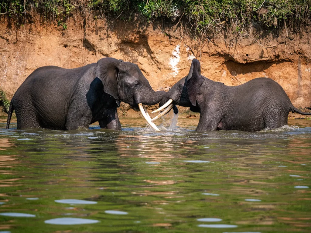 Elephants fighting in Queen Elizabeth National Park, Uganda