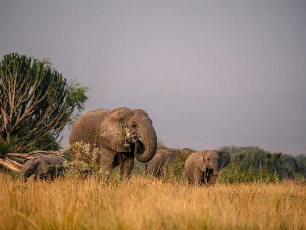 Elephants in Queen Elizabeth National Park, Uganda