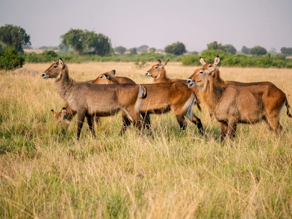 Waterbucks in Queen Elizabeth National Park, Uganda