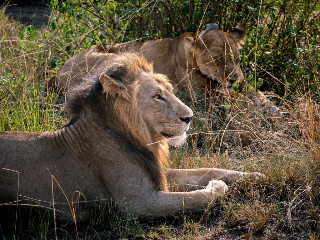 Male and female lion in Queen Elizabeth National Park, Uganda