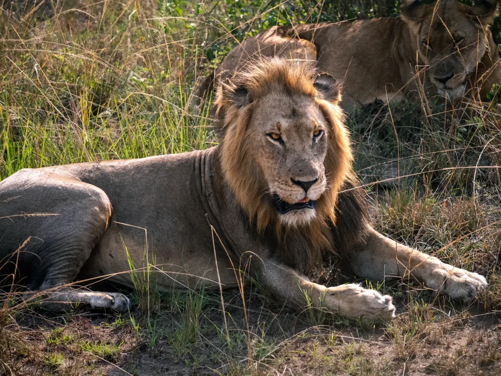 Male and female lion in Queen Elizabeth National Park, Uganda