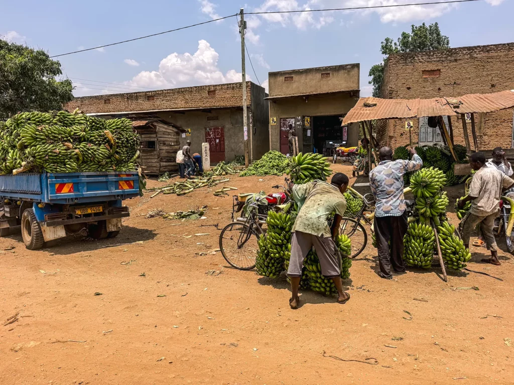 Banana farming in Uganda
