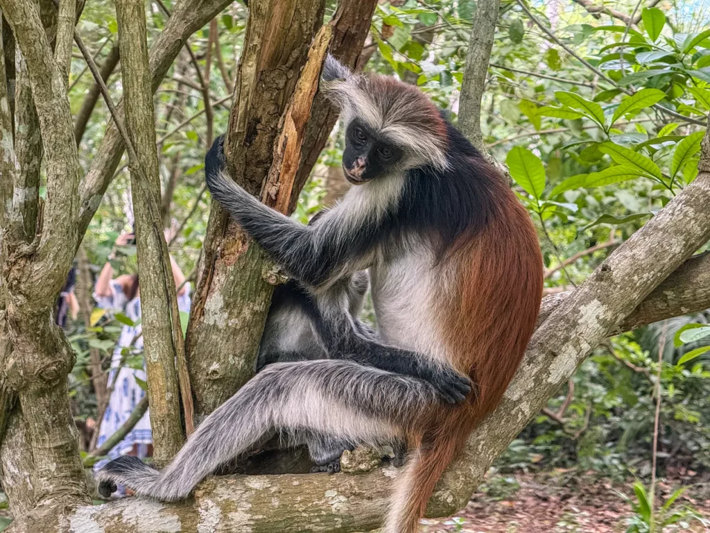 Zanzibar red colobus monkey in Jozani Forest, Zanzibar