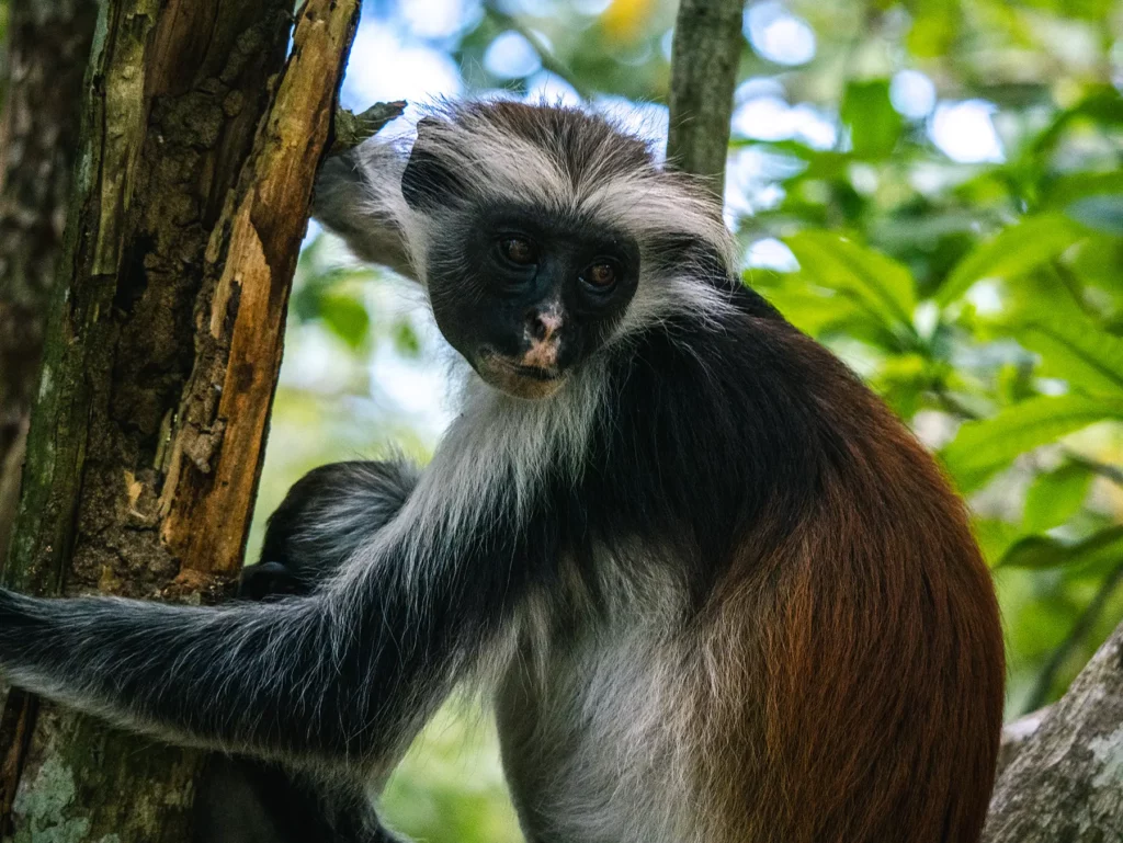 Zanzibar red colobus monkey in Jozani Forest, Zanzibar