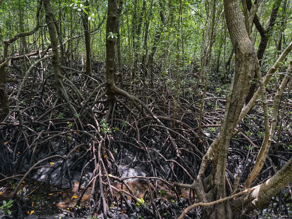 Mangrove forests in Jozani Forest, Zanzibar