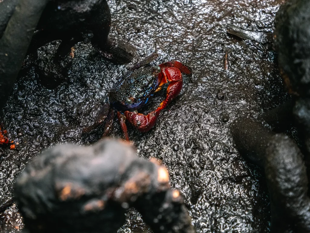 Crab in the mangrove forests in Jozani Forest, Zanzibar