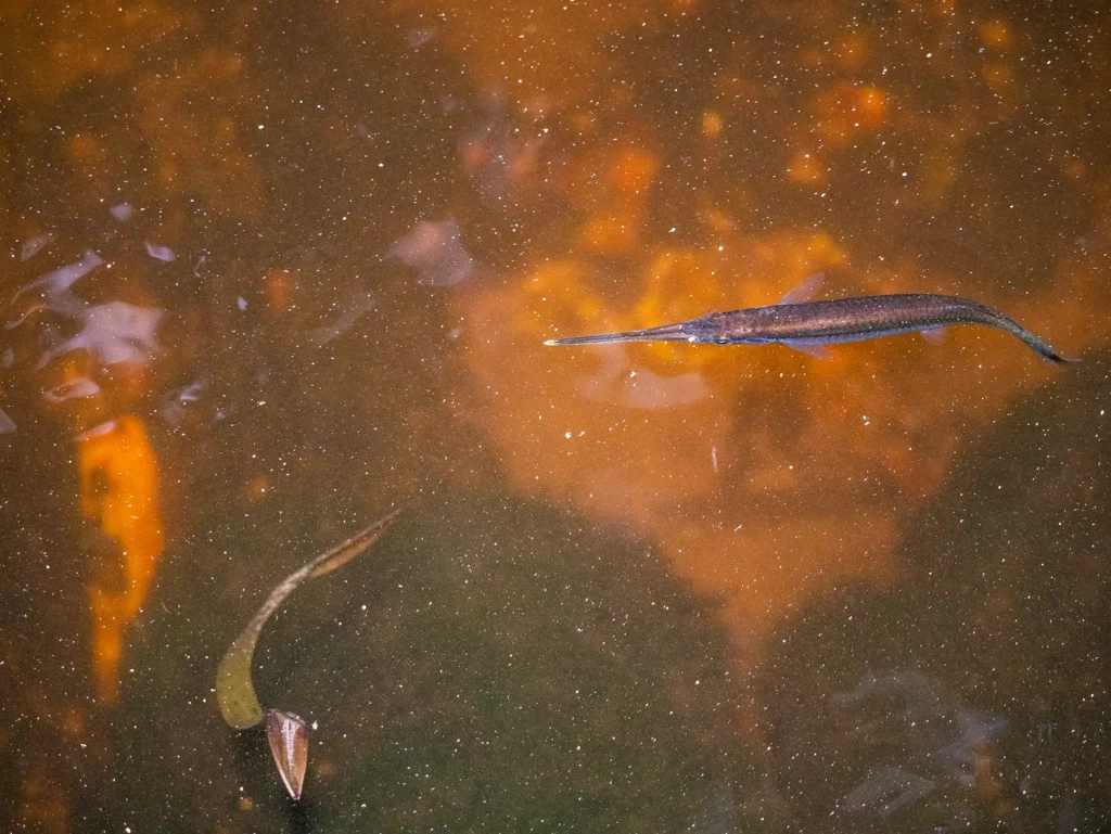 Freshwater garfish in the mangrove forests in Jozani Forest, Zanzibar