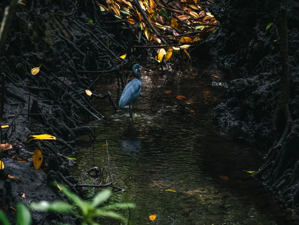 Western reef heron in the mangrove forests in Jozani Forest, Zanzibar