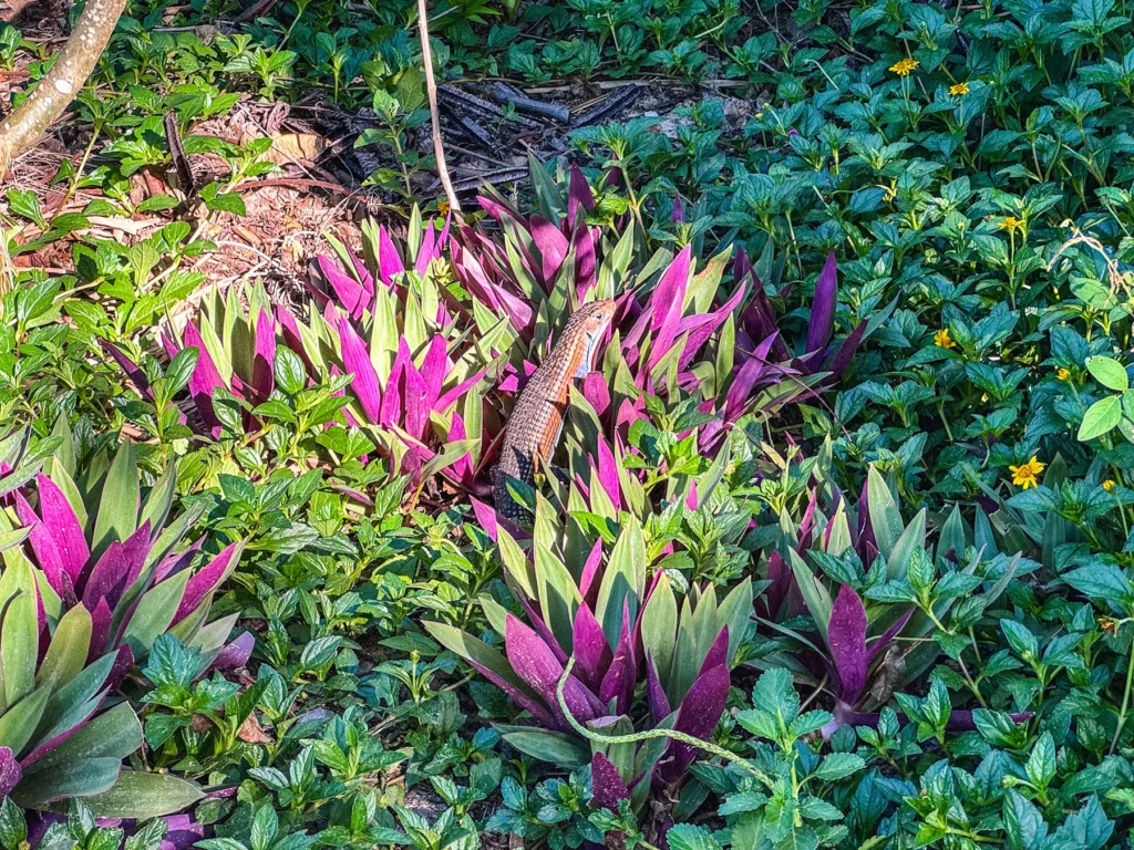 A plated lizard which is common in East Africa, including Zanzibar.