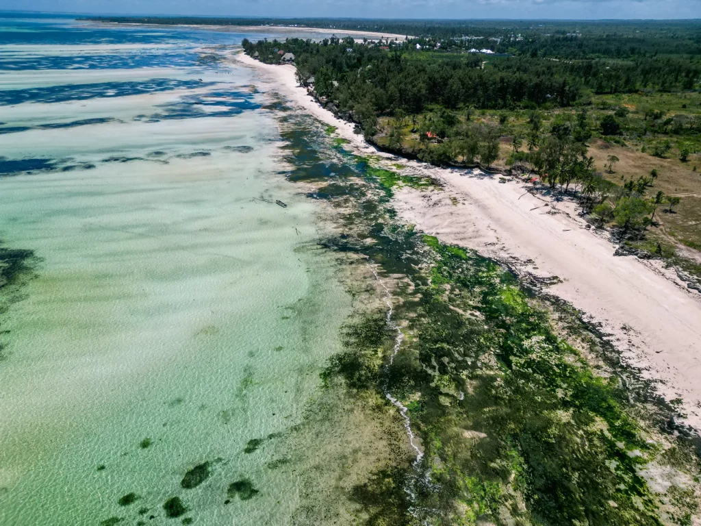 Pongwe beach is regarded by many as one of the best swimming beaches in Zanzibar