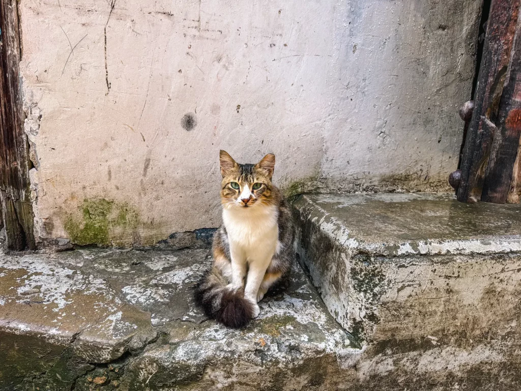 Cat in Stone Town, Zanzibar