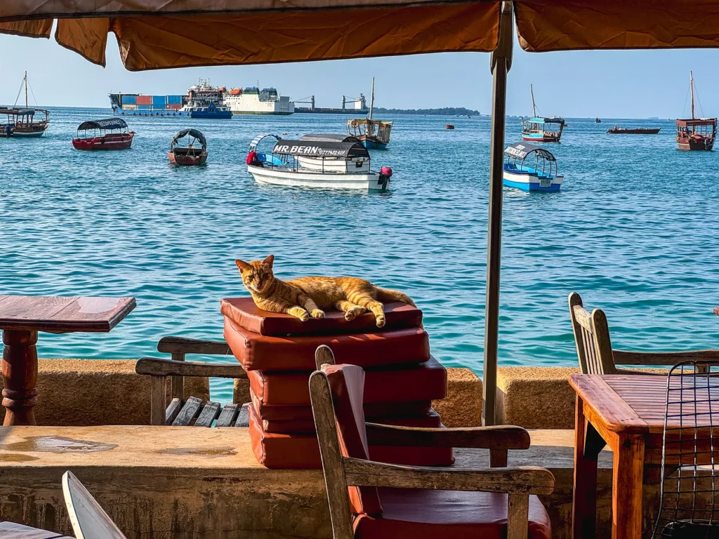 Cat sunbathing in Stone Town, Zanzibar