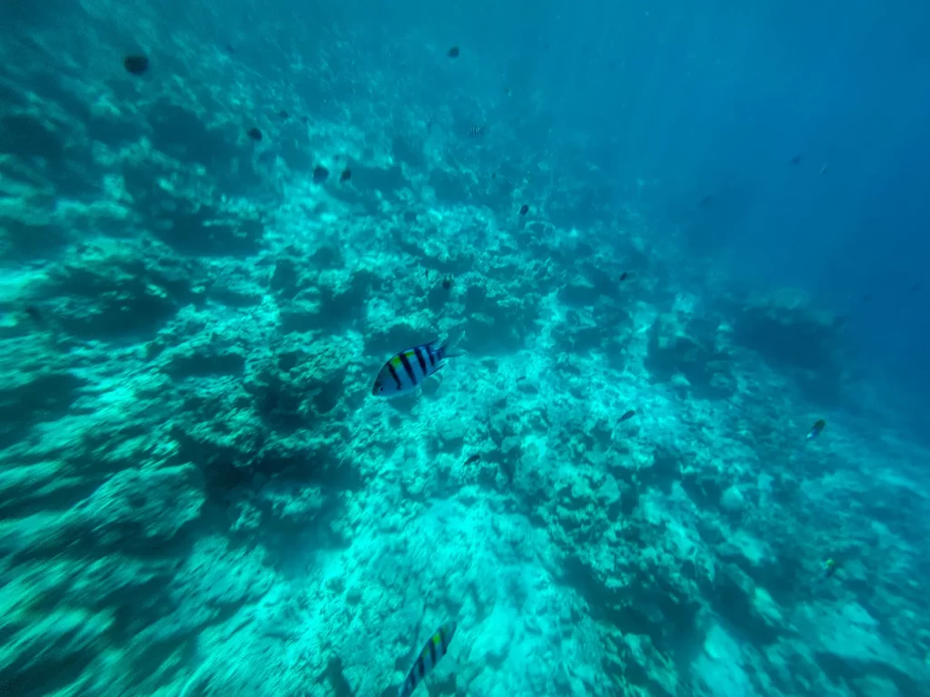 Snorkelling with the fishes at Mnemba Marine Park, Zanzibar