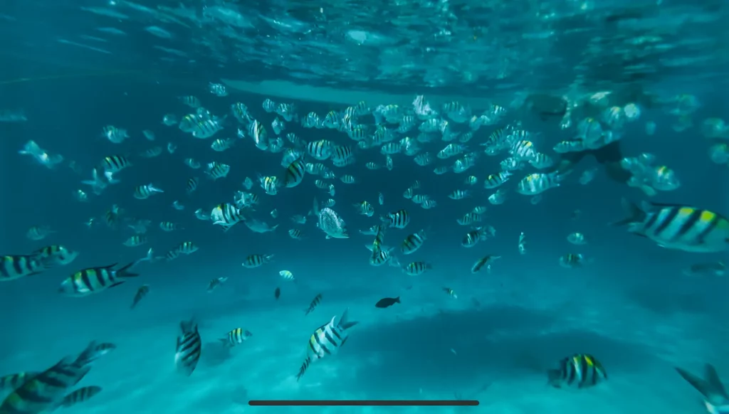 Snorkelling with the fishes at Mnemba Marine Park, Zanzibar