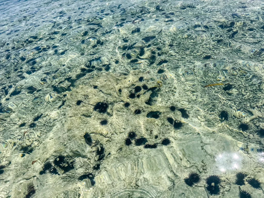 Sea urchins are commonly found in the waters around Zanzibar, so I recommend wearing water shoes to help prevent injuries from accidentally stepping on them
