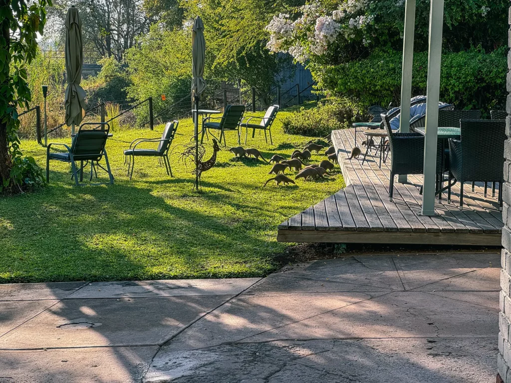 Example mid-range accommodation before and after the safari. The mongoose lived under the decking.