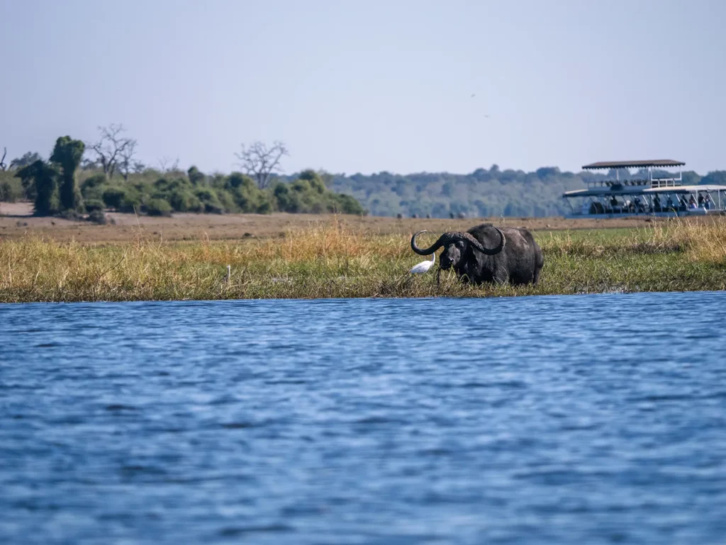 Old buffalo on a Chobe Riverfront safari, Botswana. They come here to retire as the grass is soft on their worn teeth.