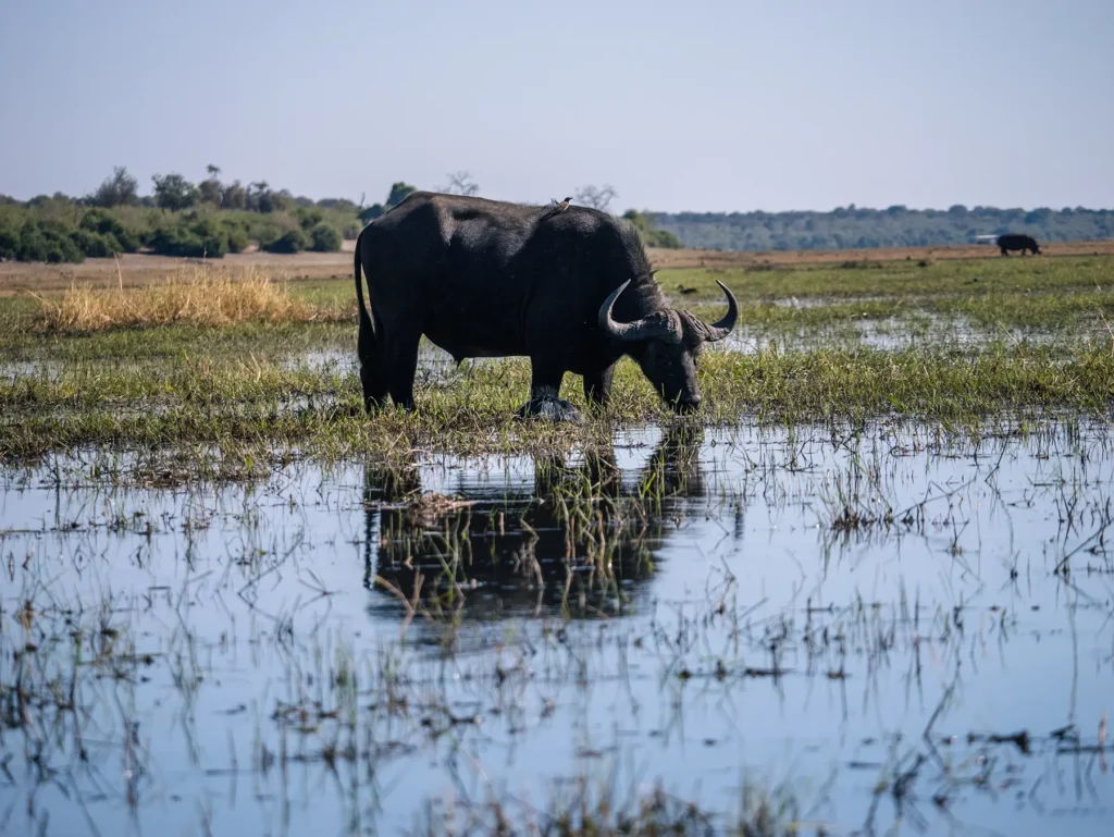 Old buffalo on a Chobe Riverfront safari, Botswana