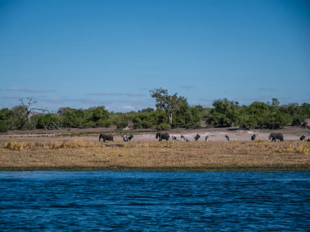 View of elephants and marabou storks on a Chobe Riverfront safari, Botswana