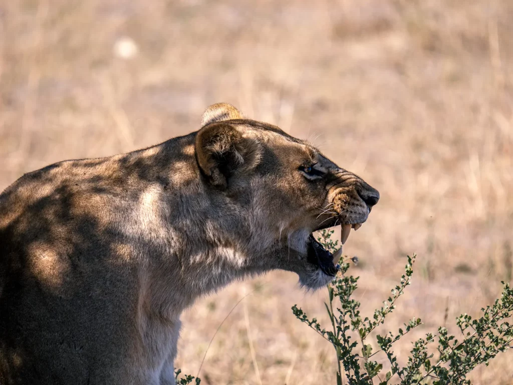Lioness snarling in Khwai Conservation Area, Okavango Delta, Botswana