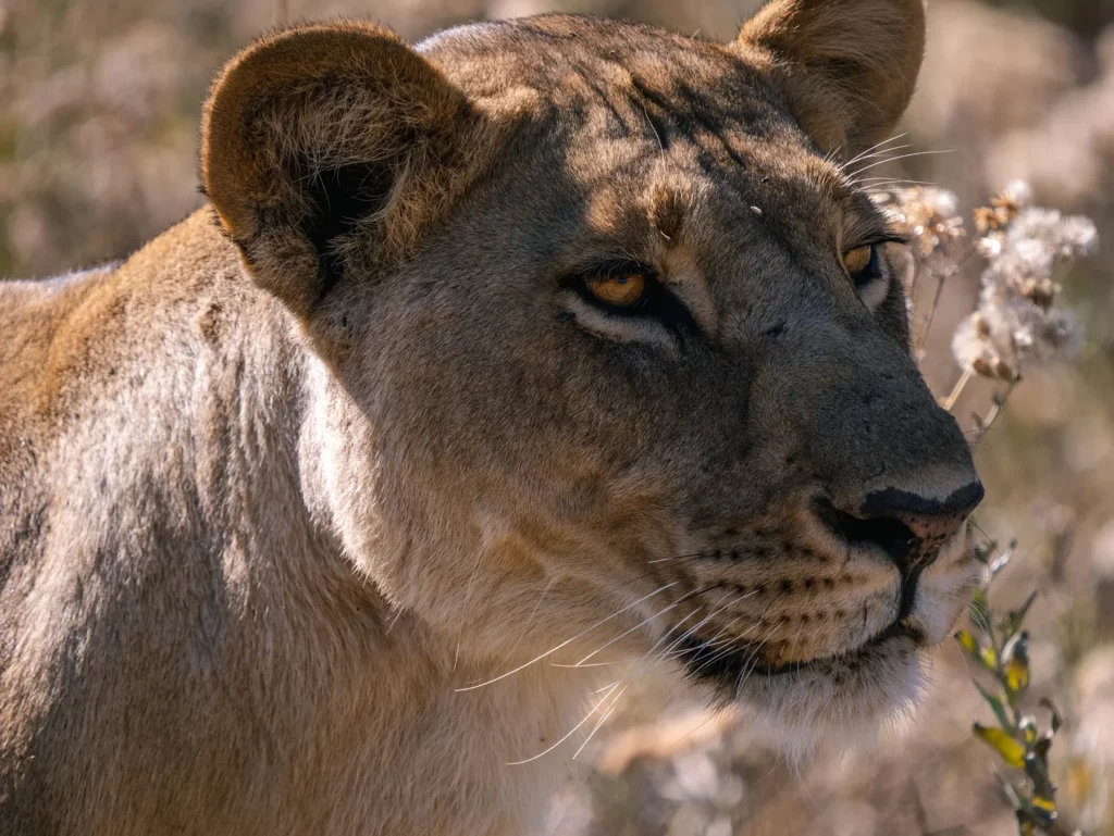 Lioness hunting in Khwai Conservation Area, Okavango Delta, Botswana