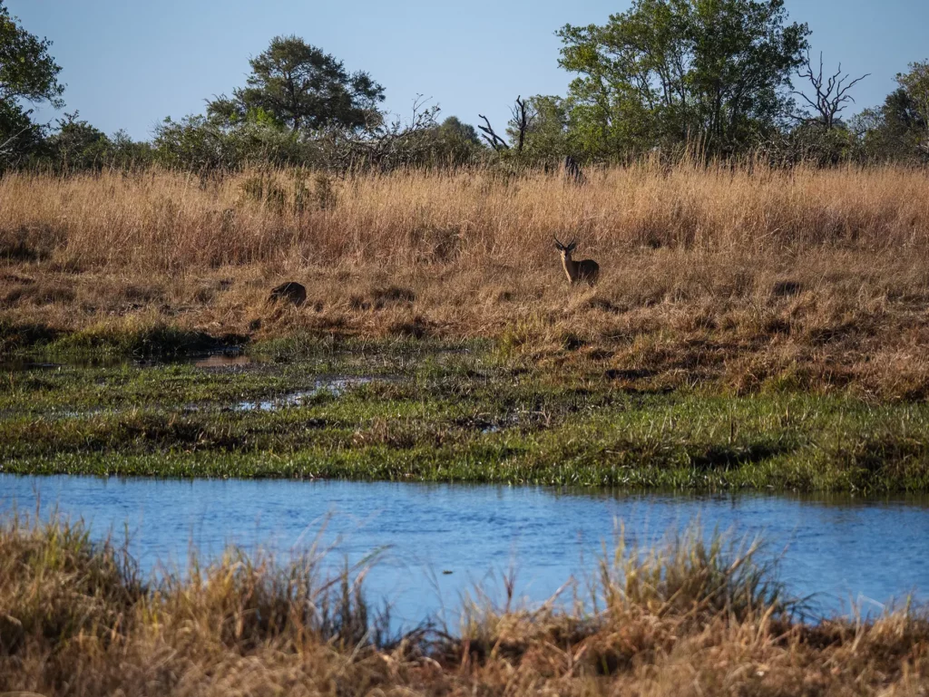 Red lechwe in Khwai Conservation Area, Okavango Delta, Botswana