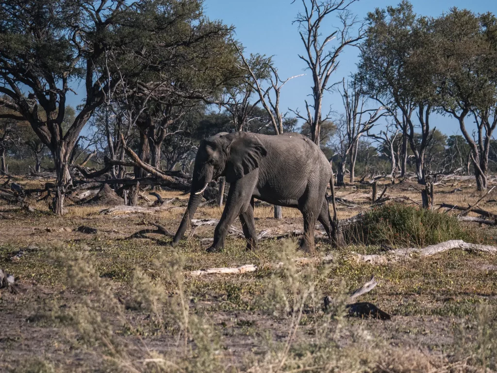 Elephant in Khwai Conservation Area, Okavango Delta, Botswana