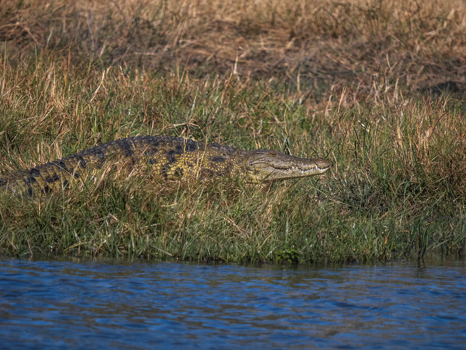 Crocodile spotted whilst on a Chobe Riverfront safari, Botswana
