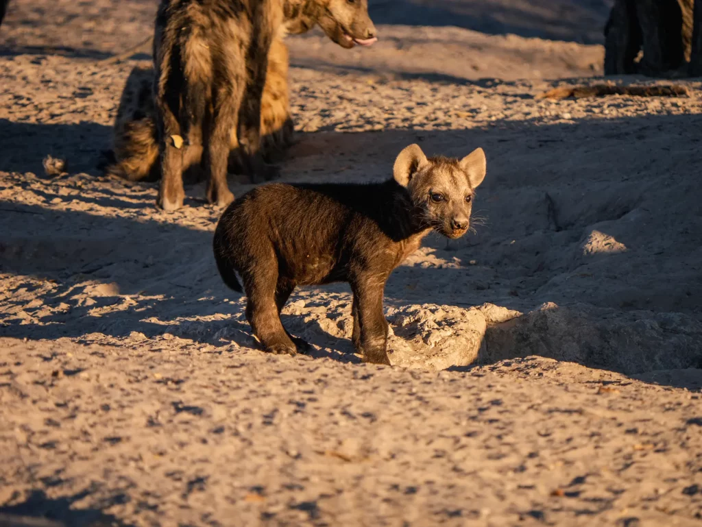 Very young hyena cubs in Khwai Conservation Area, Okavango Delta, Botswana