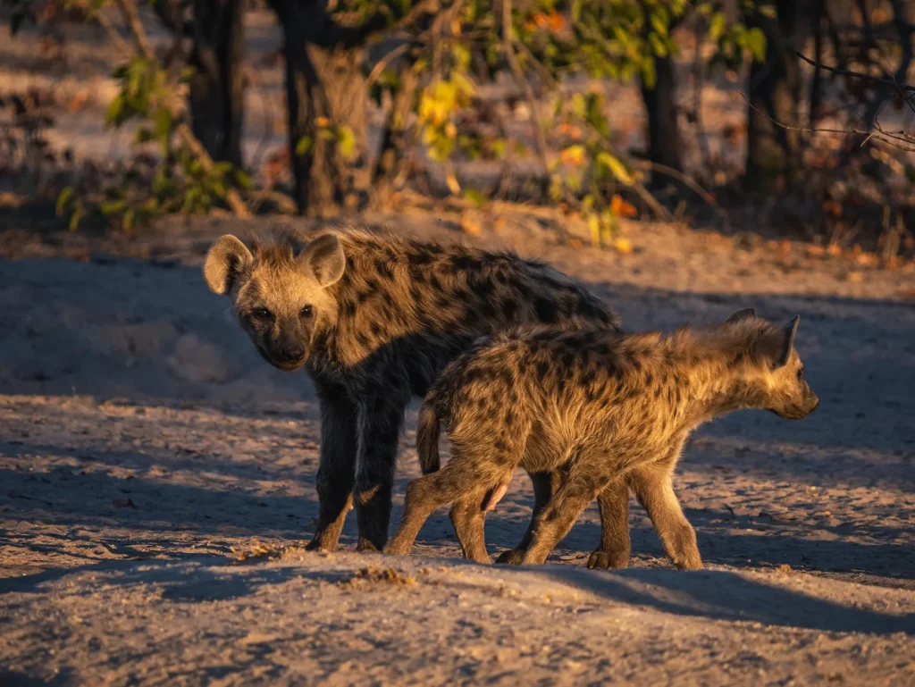 Hyena cubs in Khwai Conservation Area, Okavango Delta, Botswana