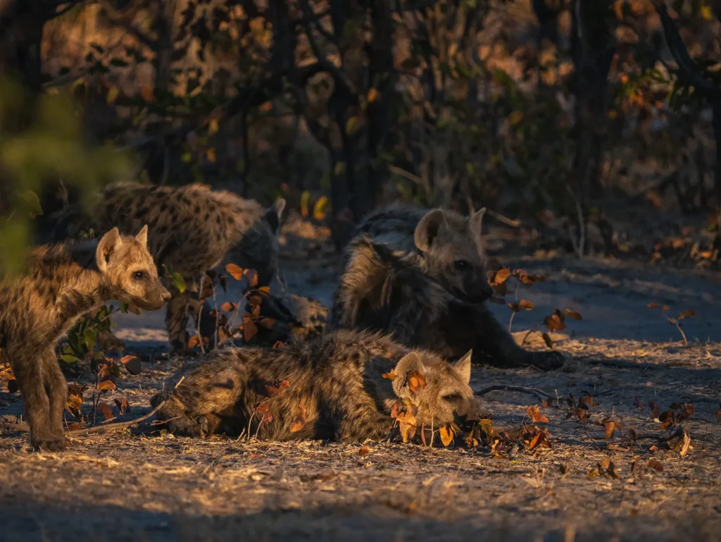 Hyena family with cubs in Khwai Conservation Area, Okavango Delta, Botswana