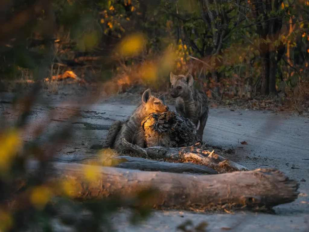 Hyena cubs in Khwai Conservation Area, Okavango Delta, Botswana