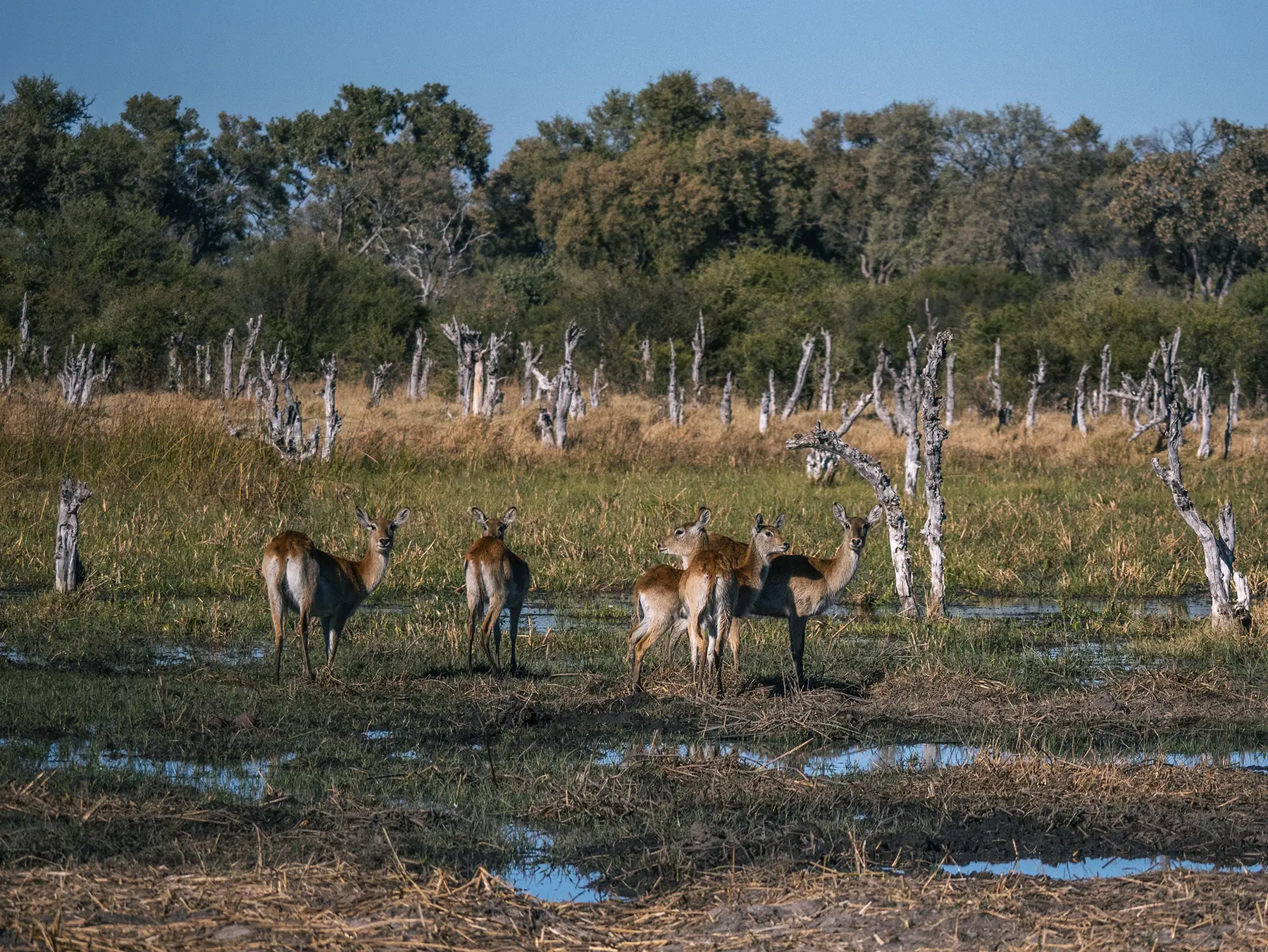 Red lechwes in Khwai Conservation Area, Okavango Delta, Botswana