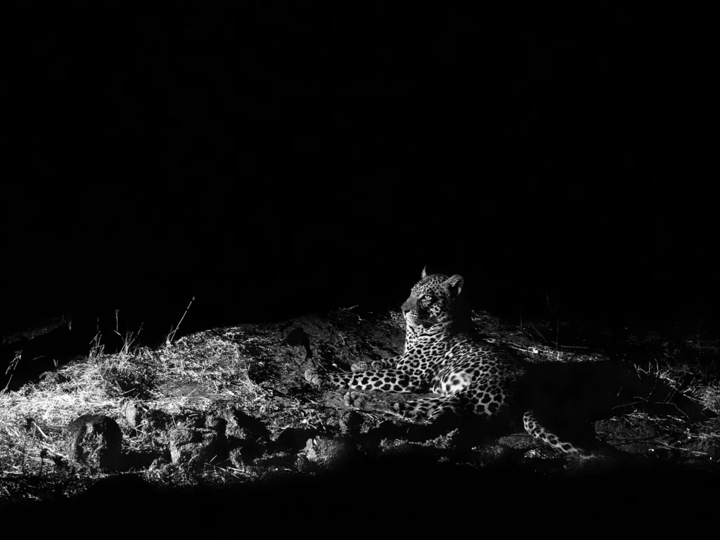 Leopard eating in Khwai Conservation Area, Okavango Delta, Botswana. Spotted on a night game drive.