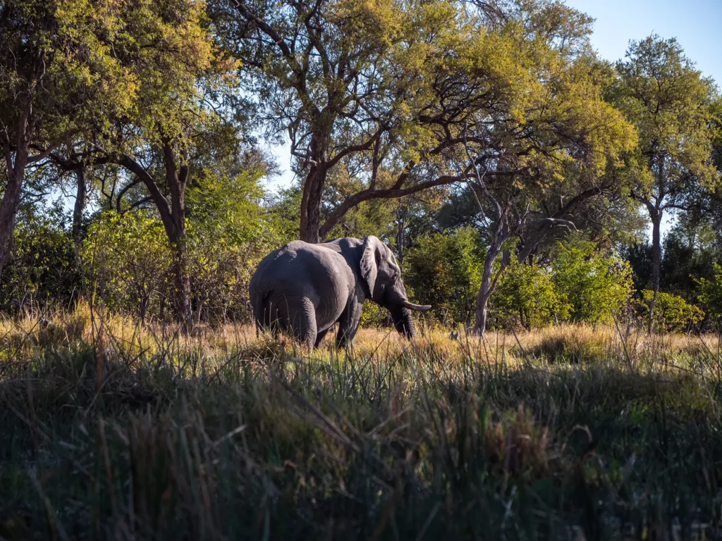Elephants spotted from a Mokoro (traditional canoe) safari in Khwai Conservation Area, Okavango Delta, Botswana