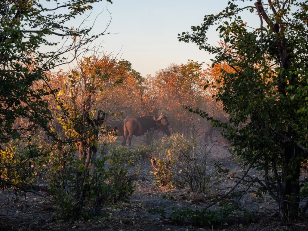 Buffalow in the woodlands of the Khwai Conservation Area, Okavango Delta, Botswana