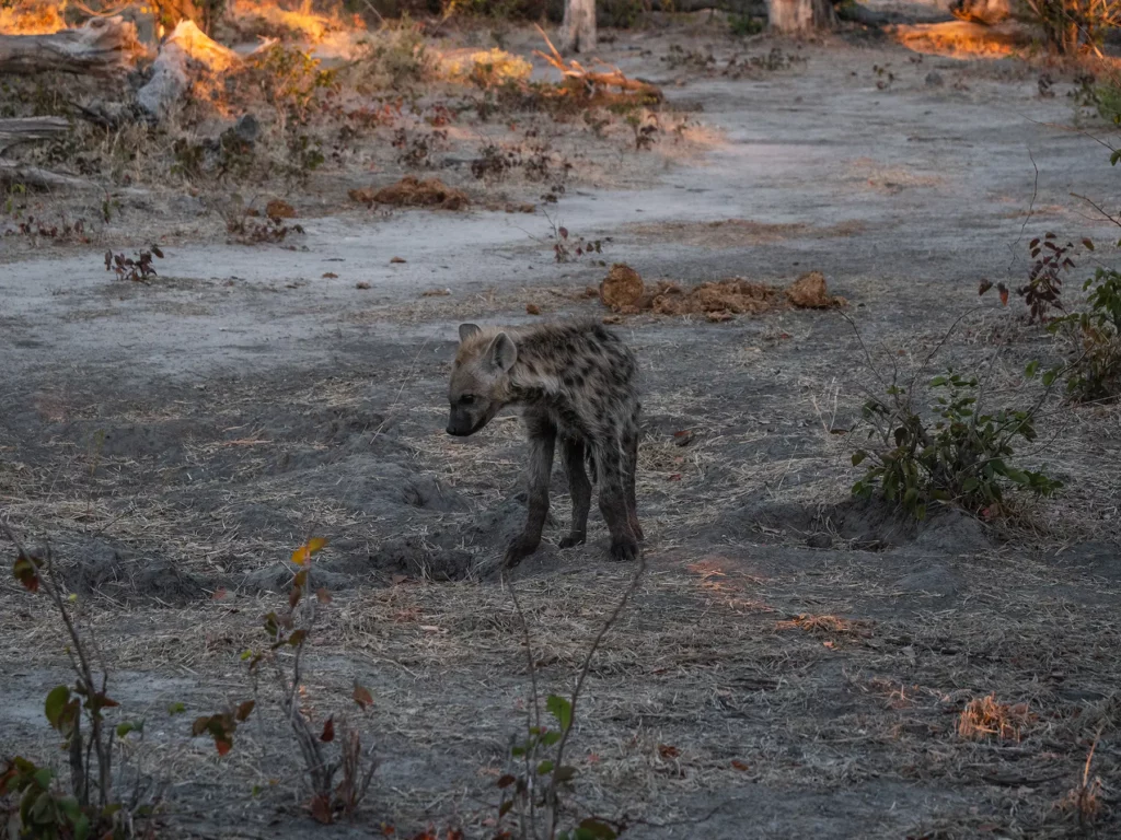 Hyena cub in Khwai Conservation Area, Okavango Delta, Botswana