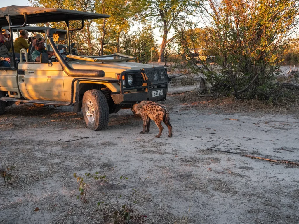 Hyena sniffing safari vehicle in Khwai Conservation Area, Okavango Delta, Botswana