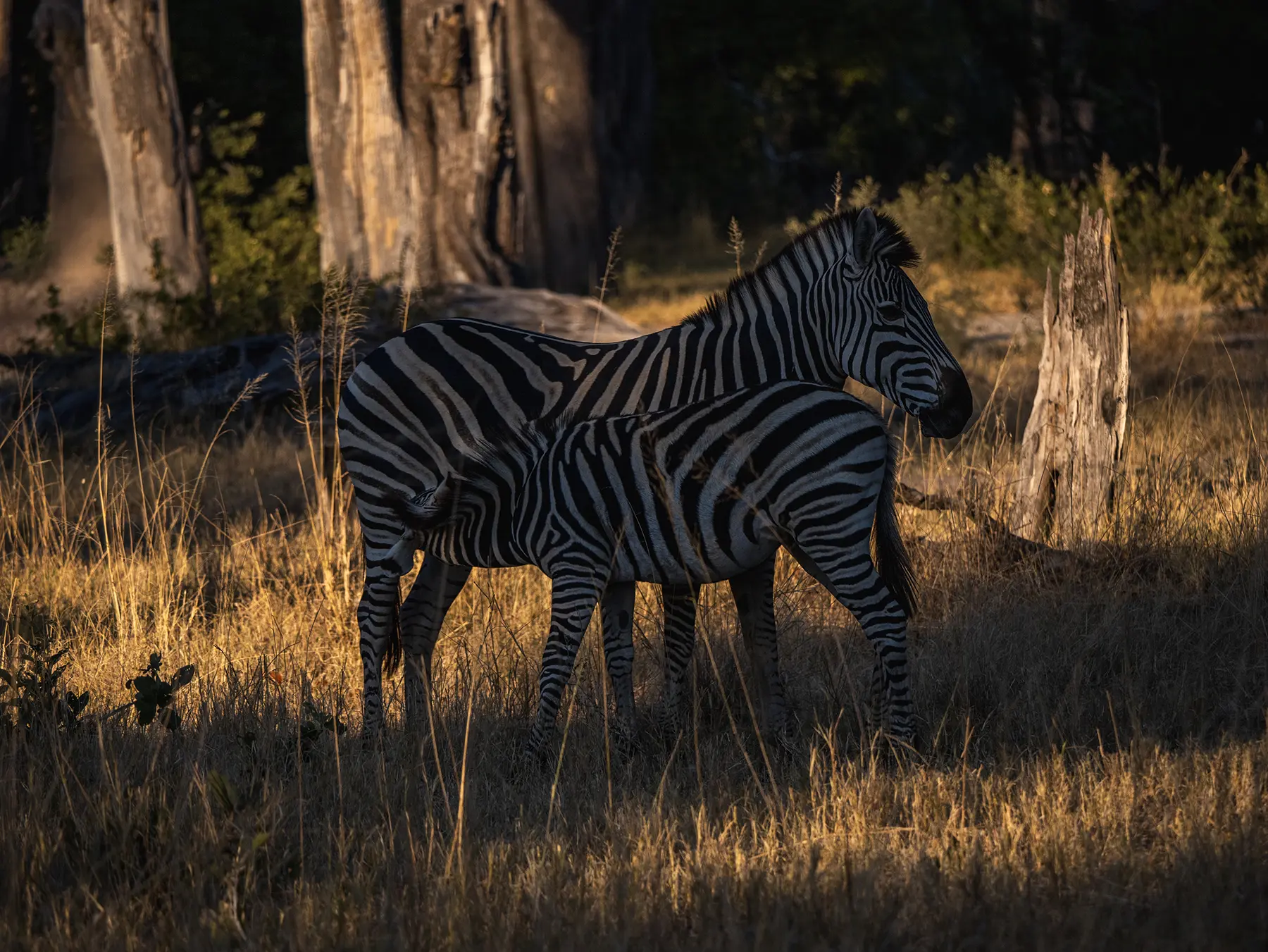 Zebra and calf in Moremi Game, Okavango Delta, Reserve Botswana