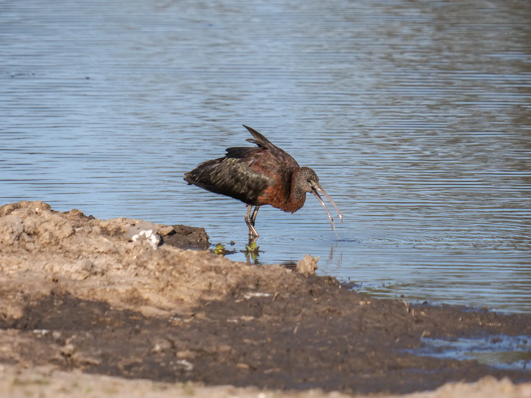 Glossy Ibis in Moremi Game Reserve, Okavango Delta, Botswana
