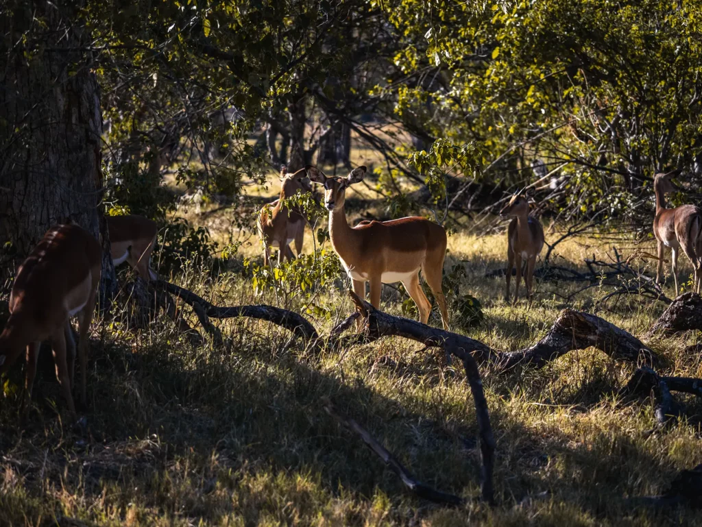 Impalas in Moremi Game, Okavango Delta, Reserve Botswana